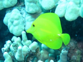 57 Yellow Tang IMG 2369